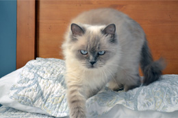 Fluffy