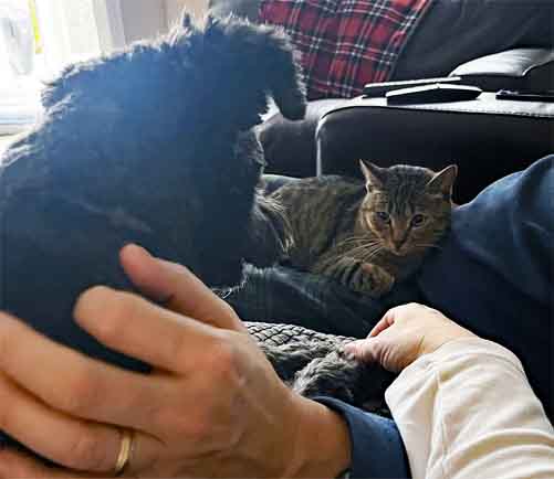 Family Pets