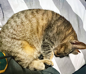 Family Pets