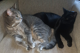 Family Pets